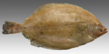 Bamboo Salted Right-Eyed Flounder